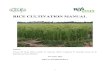 RICE CULTIVATION MANUAL - KALRO · fed lowland, and (4) deep water (5) Systems of Rice Intensification, however 80% of rice production in Kenya comes from the irrigation schemes