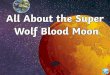 What Would a Super Wolf Blood€¦ · The Super Wolf Blood Moon A Super Wolf Blood Moon is very rare and will be visible in the UK on 21st January 2019. The Super Wolf Blood Moon