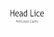 Head Lice - Fox Primary School · Feeling Lousy So treat this as a health issue, not a social inconvenience! Other Health Issues A common secondary infection is impetigo, which: 
