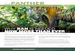 PANTHER - Rainforest Action Networkcommunities are coming together and standing up against disastrous pipelines and fracked gas terminals. We also know that the false “jobs versus