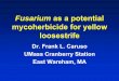 Fusarium as a potential mycoherbicide for yellow loosestrife · Dr. Frank L. Caruso UMass Cranberry Station . East Wareham, MA . Typically associated . with poorly drained . areas