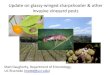 Update on glassy-winged sharpshooter & other invasive ...mattd/assets/files/GWSS and...fruit trees and ornamental plants •blackberry, currant, privet, rosemary, stone fruits, olive