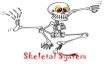 Skeletal System - Folsom Cordova Unified School District...Skeletal System •Parts of the skeletal system –Bones (skeleton) –Joints –Cartilages –Ligaments •Two subdivisions