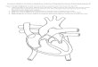  · Web viewExcretory, Digestive, Circulatory, Respiratory, Endocrine & Reproductive System Packet-Body Systems #3. Page 43 (“Heart Diagram”): Follow the instructions to properly