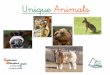Unique animals - gobiernodecanarias.org€¦ · “Unique Animals"“ My Score (puntuación) is ____/16 1 (Poor) Mala actitud, no se involucra en el proceso de enseñanza-aprendizaje