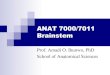 ANAT 7000/7011 Brainstemanatomical-sciences.health.wits.ac.za/gross-anat/... · brainstem? Enumerate the functions of the reticular nuclei? List the external features of the medulla