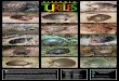 I l l i n o i s TURTLES 2020. 1. 19.آ  The largest Illinois turtle is the alligator snapping turtle,