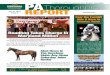 New PAThoroughbred REPORT · 2013. 10. 31. · lion Shackleford. He was one of the country’s top racehorses until his ... Minister mare out in a field,” Schilling says, ROADHOG
