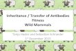 Inheritance / Transfer of An1bodies Fitness Wild Mammals · Tanja Hasler and Sebas.an Schneider 1st December 2015 Programme • Main paper: Fitness Correlates of Heritable Variaon