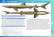 Reuzenhaai Cetorhinus maximus - Dutch Shark Society · Als de haai eet, zwellen de kieuwspleten op op een manier die doet denken aan spinnakers, waarbij je de tot kieuwzeven gemodificeerde