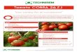 Tomato COBRA 26 F1agritropicnig.com/pdf/cobraf1.pdf · Lycopersicon esculentum L. Tomato COBRA 26 F1 "Our variety for all conditions!" Onr of the variety of the Technisem range which