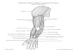 Muscles of the Anterior Arm and Forearm€¦ · Muscles of the Anterior Arm and Forearm (Superficial Muscles) ©Sheri Amsel Muscles of the Forearm (Moving Wrist, Hand and Fingers)