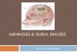 Meninges & Dural sinuseskarbala-medical-college-anatomy.weebly.com/uploads/1/...dural_siinu… · Dural Sinuses Superior Sagittal Inferior Sagittal Great Cerebral Straight Confluence