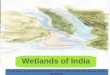 Wetlands of India · Wetlands plants and soil store carbon instead of releasing it to the atmosphere as carbon dioxide. Thus they help moderate global climate Mangroves can protect