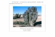 At Las Lomitas - Graham Charles editions/Issue72.pdf · The small Copiapoa growing near Las Lomitas are a bit of a confusion. Until a few years ago I was convinced that there were