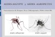 AEDES AEGYPTI y AEDES ALBOPICTUS - CEIP€¦ · 4.5 Replicación y transmisión del virus de dengue, pág. 33 4.6 Principales síntomas, pág. 35 4.7 Dengue Hemorrágico, pág. 37