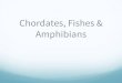 Chordates, Fishes & Amphibiansskakalscience.weebly.com/uploads/8/5/6/1/85618782/fishes___amph… · Lateral line system- allows fishes to detect gentle currents & vibrations Movement