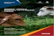 INDONESIA AUSTRALIA COMMERCIAL CATTLE BREEDING …iaccbp.org/files/SdXW6-20200309-external-final-iaccb-annual-plan-2020.pdfMar 09, 2020  · Completing BPPT (Badan Pengkajian dan Pengembangan