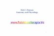 Hole’s Human Anatomy and Physiology · 2017. 1. 10. · Hole’s Human Anatomy and Physiology. 2 Chapter 4 Cellular Metabolism Metabolic processes – all chemical reactions that