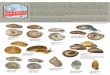 This guide presents a selection of Chicago’s land snails and ......Hawaiia minuscula minute gem width: 2-2.5 mm Vallonia pulchella lovely vallonia width: 2-2.5 mm Vallonia costata