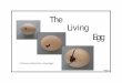 The Living Egg Book€¦ · Their feathers are covered in ‘dander’ which makes them appear wet. It doesn’t take long for the dander to fall off and the chick to become fluffy