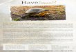 The Blanding’s TurtleThe Blanding’s Turtle is one of the rarest species of turtle in Pennsylvania. Officially it is listed as a candidate species of special concern for the state,