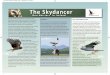 The Skydancer - Home Page - BirdWatch Ireland · Skydancer Hen Harriers are renowned for their spectacular aerial acrobatics. The ‘sky dance’ is an impressive courtship display