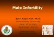 Male Infertility - Semmelweis Egyetem · excision during hernia surgery in early childhood or previous orchidopexy – TESE/MESA can be used for cryopreservation for future ICSI –