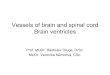 Vessels of brain and spinal cord Brain ventricles · 3 - sinus cavernosus 4 - canalis caroticus 5 - a.cerebri anterior 6 - a.cerebri posterior. Thomas Willis (1621–1675) Sir Christopher