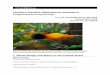 Southern Platyfish (Xiphophorus maculatus€¦ · and possibly as mosquito biocontrol agents.” Short Description From Nico et al. (2018): “Distinguishing characteristics were