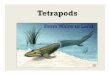Tetrapods - Weebly ... FIRST TETRAPODS Early tetrapods began developing increased articulation and range