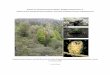 REVIEW OF THE BIODIVERSITY PROVISIONS OF THE FOREST ......28 Suncrest Avenue, Lenah Valley, TAS 7008 mark@ecotas.com.au; phone: 0407 008 685 and Niall Doran employed through Environmental