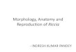 Morphology, Anatomy and Reproduction of Riccia · 2020. 7. 21. · Morphology, Anatomy and Reproduction of Riccia - INDRESH KUMAR PANDEY . ... Named after a politician P. F. Ricci