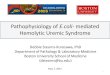 Pathophysiology of E.coli- mediated Hemolytic Uremic Syndrome ADAMTS13, autoimmune, genetic Distinct