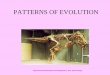PATTERNS OF EVOLUTION - O'Mara's Science Siteomarascience.weebly.com/.../2774881/patternsofevolution.pdfRapid evolution after long periods of equilibrium can occur for several reasons: