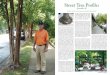 Street Tree Profile - Clemson UniversityStreet Tree Profile: Greenville, SC Successful street tree plantings are the result of high level technical expertise that involves horticulture