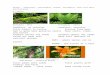 Weebly · Web view“naked seeds” – pine conesSeed inside fruit Needles leaves that change color First to have pollenFlowers to attract insects to pollen Evolutionary adaptations