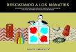 RESCATANDO A LOS MANATIES - COnnecting REpositories · 2020. 5. 13. · los cuentos y animaciones escénicas, para el desarrollo sostenible. Los cuentos, en este sentido, estimulan