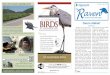 A Celebration of Birds Once in a lifetime? - Algonquin ...of this species in Algonquin is interesting, and it could have been lost altogether. In 1946, a researcher, Dr. Dave Fowle,