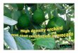 PRESENTATION: High density orchard and root restriction in … · 2008. 1. 11. · Conventional orchards 6 m x 4 m 416 Ettinger, Haas 6 m x 3 m 556 Ettinger, Pinkerton 5 m x 3 m 660