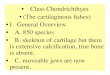 Class Chondrichthyes (The cartilaginous ï¬پshes) I. General ... ... â€¢ Class Chondrichthyes! â€¢ II