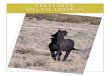 Fish Creek Special Edition - WordPress.com...palomino horses in this HMA. FISH CREEK COLORATION: The Fish Creek Herd Management Area (HMA) is located just a few miles south of Eureka,