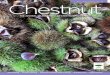 THE JOURNAL OF THE AMERICAN CHESTNUT FOUNDATIONChestnut Blight Not Involving the Use of a Hypovirulent Strain of Endothia parasitica. Wild American chestnut discovered by Erik Carlson