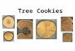 Slide 1 · Web viewPonderosa Pine Tree Cookies Author Tyler Created Date 01/03/2014 07:54:00 Title Slide 1 Last modified by Randy C Stacey Company CCSD 