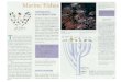 Castro Huber Pages 142-147 - Murrieta Valley Unified School … · 2010. 4. 14. · (I) Spiny pygmy shark (m) Megamouth shark 7.5 Sharks live practically everywhere in the ocean