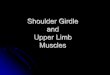 Arm and Shoulder Muscles - Lone Star College System · Arm Muscles brachioradialis brachialis triceps brachii biceps brachii L a t e r a l M e d i a l Pronator teres . Upper Arm &