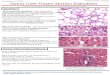 Donor Liver Frozen Section Evaluation · 2020. 12. 17. · Donor Kidney Frozen Section Evaluation Last updated: 12/17/2020 Prepared by Kurt Schaberg Glomeruli Count the total number