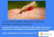 Cerebral Malaria Insights: Pathogenesis, Host Parasite ......[9] Allen S, O'Donnell A, Alexander N, Mgone C, Peto T, Clegg, J, Weatherall D. Prevention of Cerebral Malaria in Children