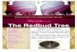 The Redbud Tree€¦ · Instead of ashes, mourning and despair, God provides “a crown of beauty,” “the oil of joy” and “a garment of praise” ... The Redbud Tree. 2 FOR
