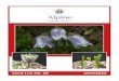 Wild Collected Seedseed.alpinegardensociety.net/pdf_files/seed/AGS-Seed... · 2019. 11. 24. · 1100 Alcea kurdica 1101 Alcea rosea 1102 Alcea rosea 'Blacknight' 1103 Alcea rosea